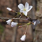delicate cherry blossoms, wild cherry, cherry