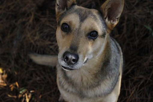 Anjing Closeup Lucu Manis Sekali Anjing Closeup Lucu Manis Sekali