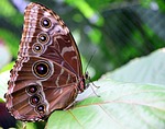 blue morphofalter, morpho peleides, butterfly wings
