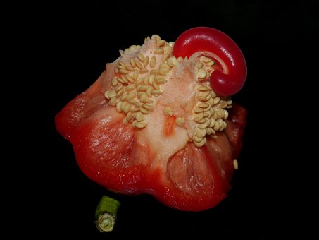 Free Red Pepper Seeds photo and picture