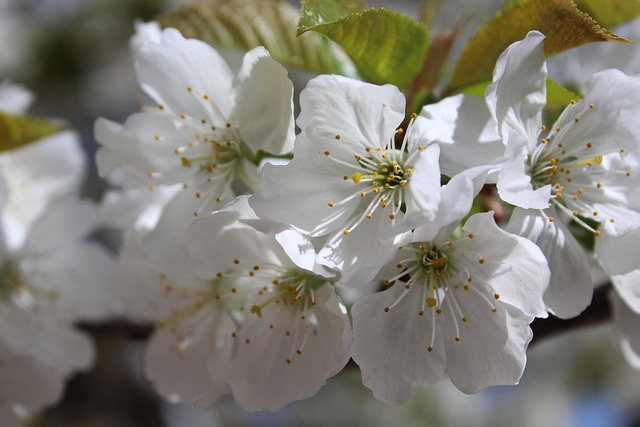 Free Flower Spring photo and picture