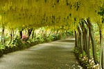 laburnum arch, flowers, yellow