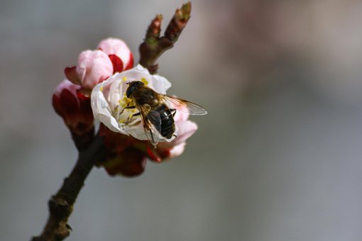 Blüte mit Biene