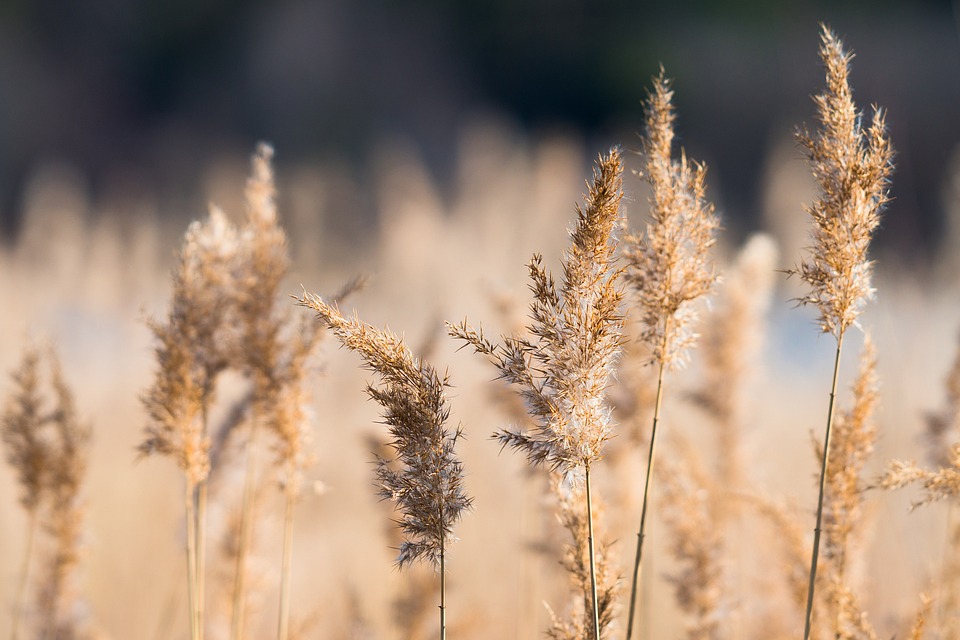 Reed Grasses Nature - Free photo on Pixabay