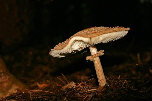 Free Mushroom Nature photo and picture