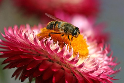 Free Hover Fly Flower Wallpaper photo and picture