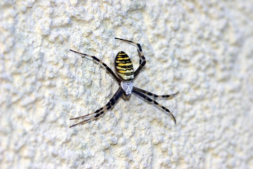 Free Wasp Spider Spider photo and picture
