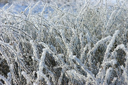 Free Frost Winter photo and picture