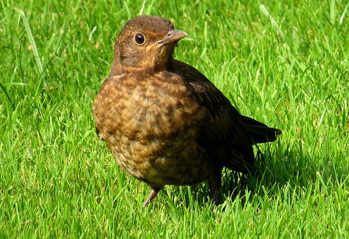 Amsel, Vogel, Wiese, Singvogel, Frühling