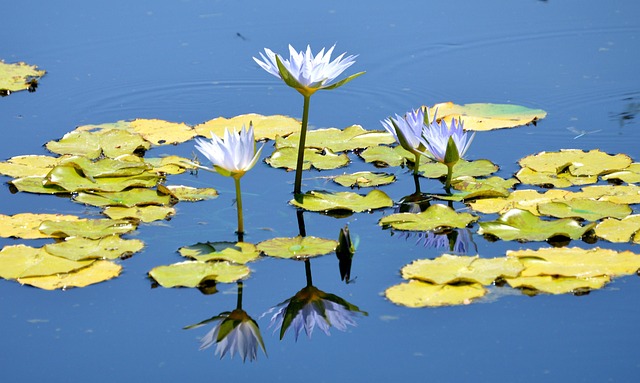 Free Blue Water photo and picture