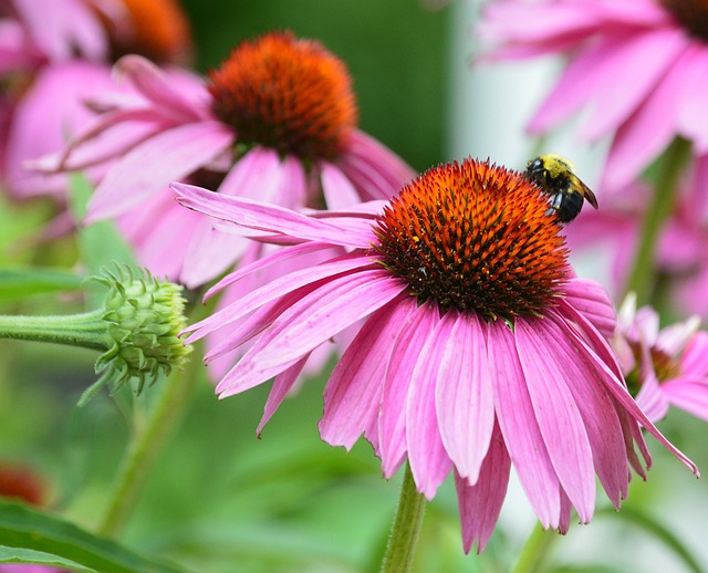 Free Coneflower Flower Wallpaper photo and picture
