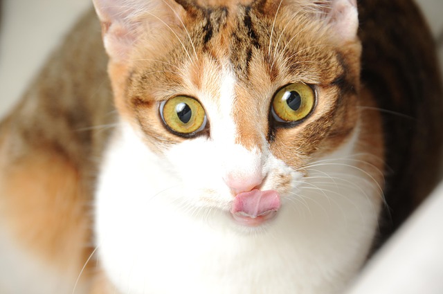 Free Cat Pet photo and picture