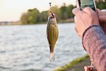 fish, food, stomach