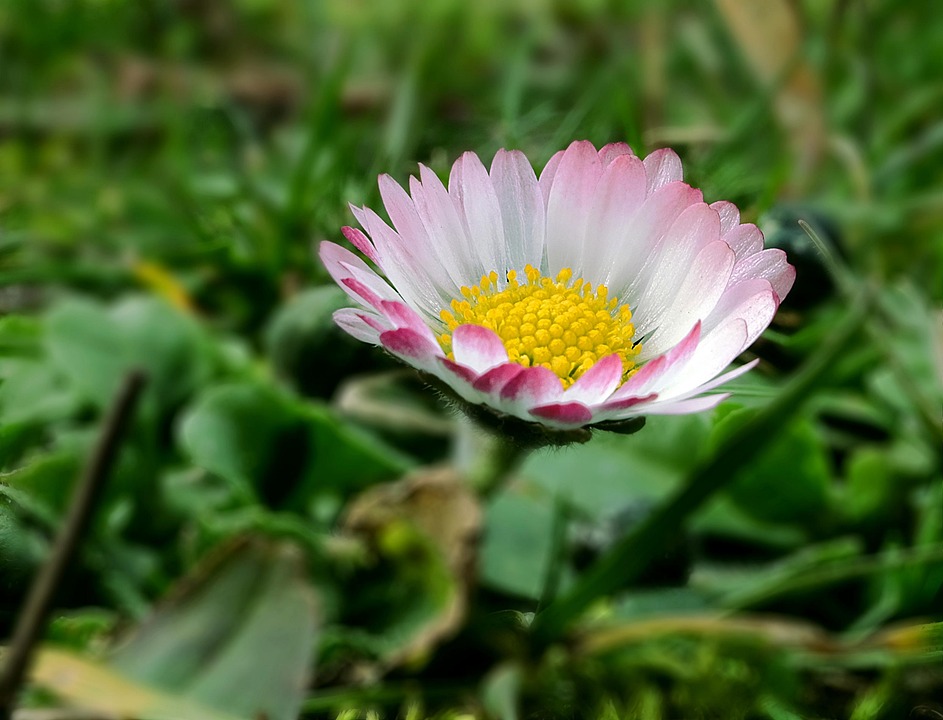Perched Spring Spring Awakening Harbinger - Free photo on Pixabay - Pixabay