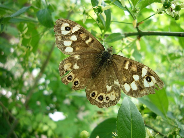 Free Forest Board Game Butterfly photo and picture