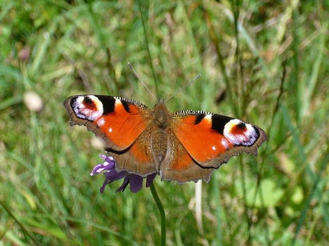 Free Butterfly Peacock Butterfly photo and picture