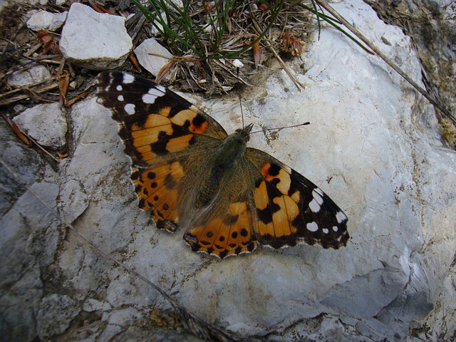 Free Butterfly Vanessa Cardui photo and picture