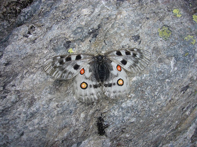 Free Butterfly Apollo photo and picture