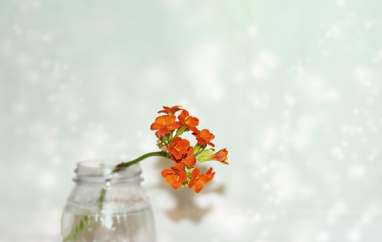 macro, kalanchoe, indoor flower, orange flower, kalanchoe, kalanchoe, kalanchoe, kalanchoe, kalanchoe