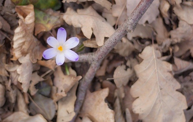Free Spring Nature photo and picture