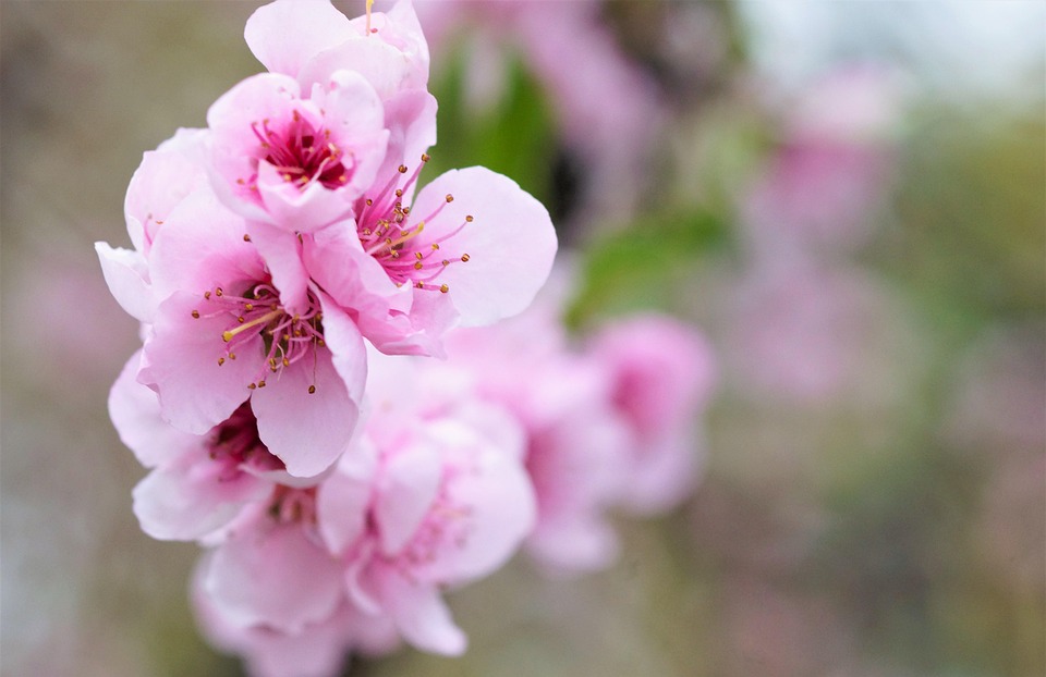 Peach Blossom Spring Pink Flowers Free Photo On Pixabay