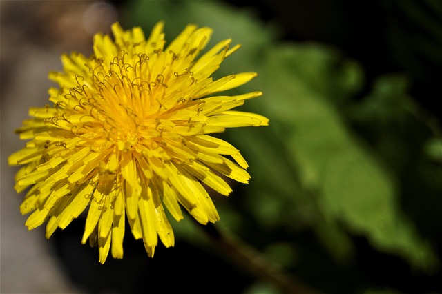 Löwenzahn, Blume, Blumen Hintergrund