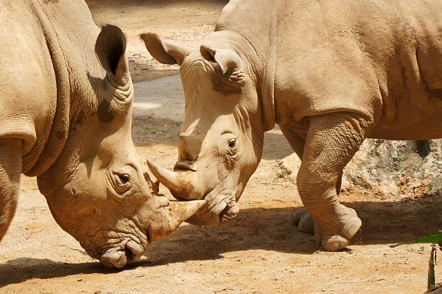 Rinoceronte, Zoológico De Singapur, Zoo