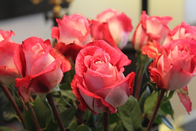 Roze Rozen, Natuur, Mooie Bloemen, Rozen