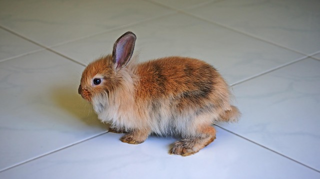 Conejo, Brown Conejo, Mascota, Animal