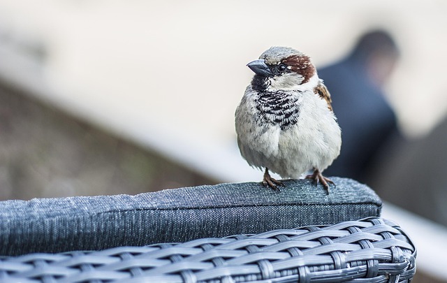 Free Sparrow Bird photo and picture