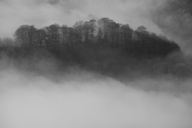 Free Inversion Trees photo and picture