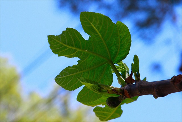 Free Fig Leaf Tree photo and picture