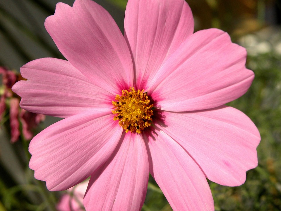 Cosmos Flower Pink · Free photo on Pixabay