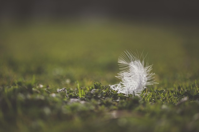 Free Flake Macro photo and picture