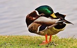 drake, clean, plumage