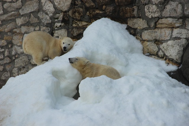 Bär, Polarbär, Zoo, Sommer, Tier, Tiere