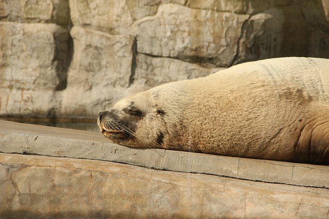 Сивуч, Sommer, Zoo, Moskauer Zoo