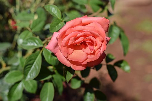 Free Rose Red photo and picture