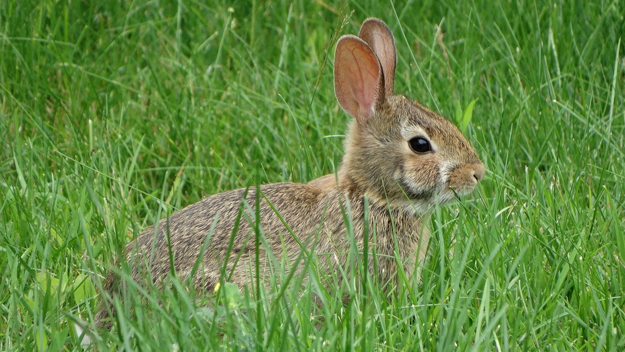 Rabbit Grass Nature Free photo on Pixabay Pixabay