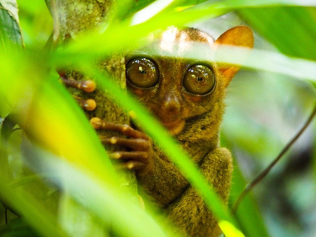 Filipine, Bohol, Tarsus