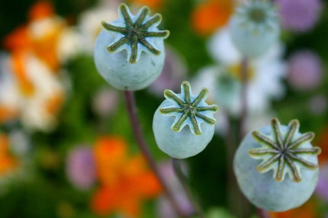 Free Poppies Seed Pods photo and picture