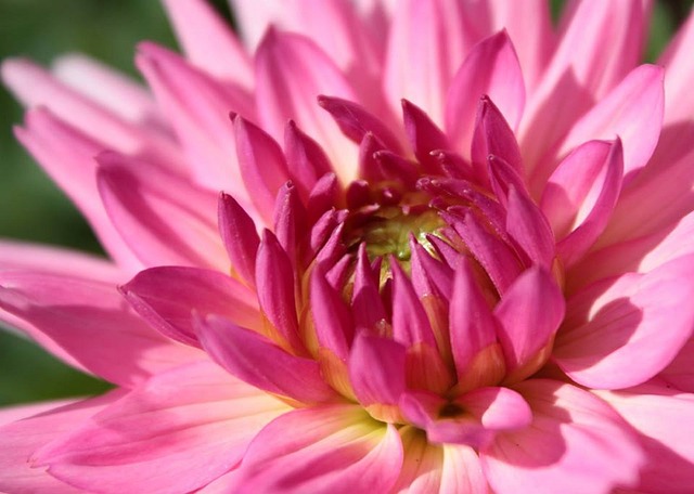 Free Flower Pink photo and picture
