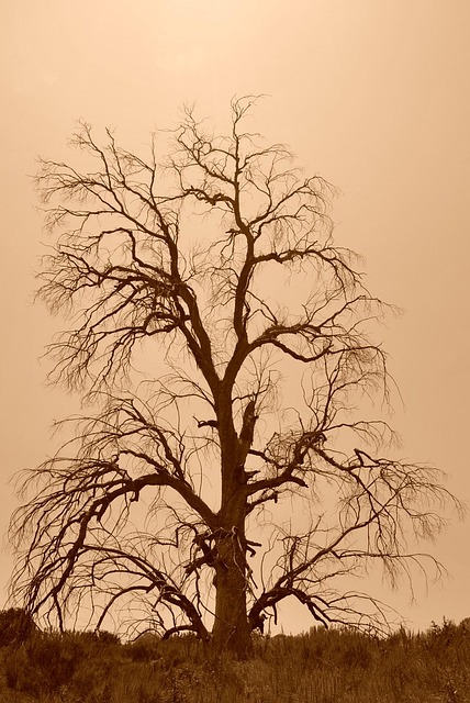 Træ, Død, Sepia