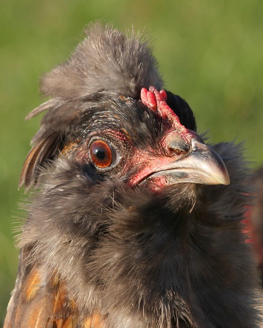 Free Chicken Hen photo and picture