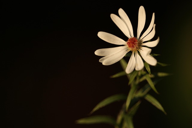 Free Flower Flower Background photo and picture