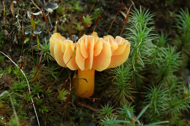 Free Mushroom Fungus photo and picture