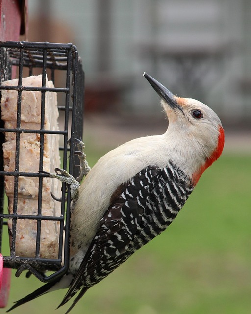 Free Red Bellied Woodpecker Feeder photo and picture