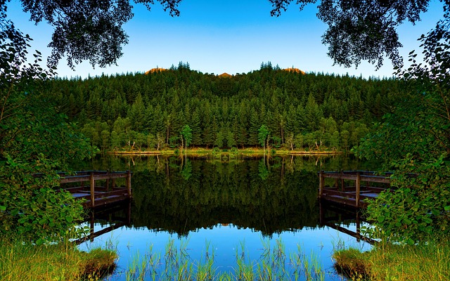 Free Forest Depression photo and picture