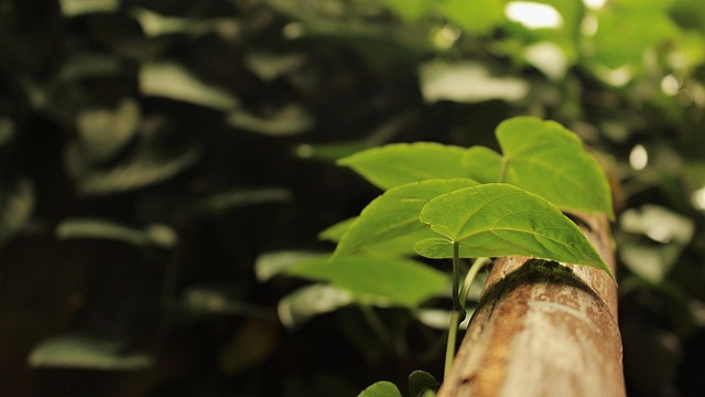 Free Nature Leaves photo and picture