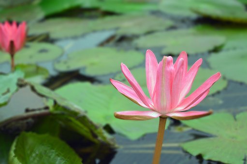 Flor, Huerta, Botánico, Agua, Estanque